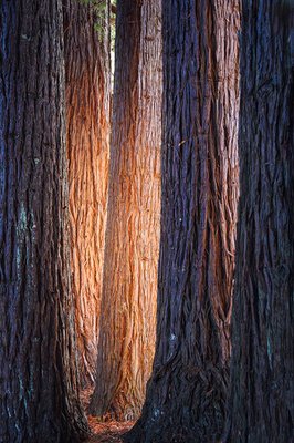 RT10 - Shade of light - Hamurana Springs, Bay of Plenty.jpg